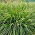 Deschampsia cespitosa 'Palava' - Gyepes sédbúza