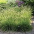 Deschampsia cespitosa 'Palava' - Gyepes sédbúza