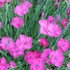 Dianthus gratianopolitanus 'Amarant' - Pünkösdi szegfű