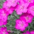 Dianthus gratianopolitanus 'Amarant' - Pünkösdi szegfű