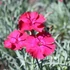 Dianthus gratianopolitanus 'Badenia' - Pünkösdi szegfű