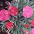 Dianthus gratianopolitanus 'Badenia' - Pünkösdi szegfű