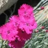 Dianthus gratianopolitanus 'Badenia' - Pünkösdi szegfű