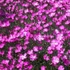 Dianthus gratianopolitanus 'Feuerhexe' - Pünkösdi szegfű