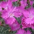 Dianthus gratianopolitanus 'Feuerhexe' - Pünkösdi szegfű