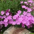 Dianthus gratianopolitanus 'La Bourboule' - Pünkösdi szegfű