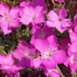 Dianthus gratianopolitanus 'La Bourboule' - Pünkösdi szegfű