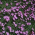 Dianthus gratianopolitanus 'La Bourboule' - Pünkösdi szegfű