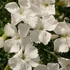 Dianthus gratianopolitanus 'La Bourboule White' - Pünkösdi szegfű