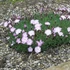Dianthus gratianopolitanus 'Whatfield Wisp' – Pünkösdi szegfű