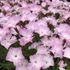Dianthus gratianopolitanus 'Whatfield Wisp' – Pünkösdi szegfű