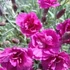 Dianthus plumarius 'Warden Hybrid' - Tollas szegfű