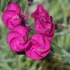 Dianthus plumarius 'Warden Hybrid' - Tollas szegfű