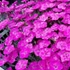 Dianthus 'Whatfield Magenta' – Szegfű