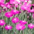 Dianthus 'Whatfield Magenta' – Szegfű