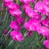 Dianthus 'Whatfield Magenta' – Szegfű