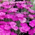 Dianthus 'Whatfield Magenta' – Szegfű