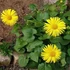 Doronicum orientale 'Leonardo Compact' - Kaukázusi zergevirág