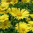 Doronicum orientale 'Little Leo' - Kaukázusi zergevirág
