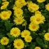 Doronicum orientale 'Little Leo' - Kaukázusi zergevirág