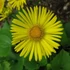 Doronicum orientale 'Little Leo' - Kaukázusi zergevirág