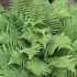 Dryopteris filix-mas - Erdei pajzsika