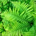 Dryopteris filix-mas - Erdei pajzsika
