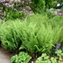 Dryopteris filix-mas - Erdei pajzsika