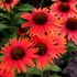 Echinacea 'Hot Lava' – Kasvirág