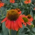 Echinacea 'Hot Lava' – Kasvirág