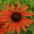 Echinacea 'Hot Lava' – Kasvirág