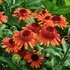 Echinacea purpurea 'Carrot Cake' – Bíbor kasvirág