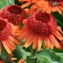 Echinacea purpurea 'Carrot Cake' – Bíbor kasvirág