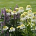 Echinacea purpurea 'Milkshake' – Kasvirág