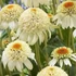 Echinacea purpurea 'Milkshake' – Kasvirág
