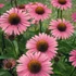 Echinacea purpurea 'Primadonna Deep Rose' – Bíbor kasvirág