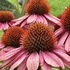 Echinacea purpurea 'Primadonna Deep Rose' – Bíbor kasvirág