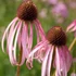 Echinacea pallida – Halvány kasvirág