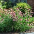 Echinacea pallida – Halvány kasvirág