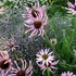 Echinacea pallida – Halvány kasvirág