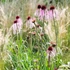 Echinacea pallida – Halvány kasvirág