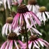 Echinacea pallida 'Hula Dancer' – Halvány kasvirág