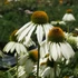 Echinacea purpurea 'Alba' - Bíbor kasvirág