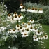 Echinacea purpurea 'Alba' - Bíbor kasvirág