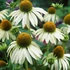 Echinacea purpurea 'Alba' - Bíbor kasvirág