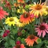 Echinacea purpurea 'Cheyenne Spirit' - Bíbor kasvirág (színkeverék)