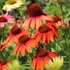 Echinacea purpurea 'Cheyenne Spirit' - Bíbor kasvirág (színkeverék)
