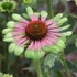 Echinacea purpurea 'Green Twister' – Bíbor kasvirág
