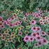 Echinacea purpurea 'Green Twister' – Bíbor kasvirág