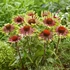 Echinacea purpurea 'Green Twister' – Bíbor kasvirág